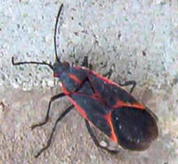 http://www.infestationcontrol.com/images/insectopedia/boxelder-bug.jpg
